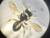 Entomognathus brevis